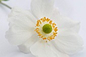 WHITE ANEMONE