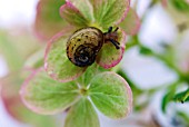 SNAIL ON HYDRANGEA