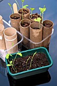 AUTUMN SWEET PEA PLANTING