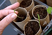 AUTUMN SWEET PEA PLANTING