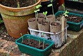 AUTUMN PLANTING SWEET PEA SEEDS