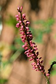 PERSICARIA AMPLEXICAULIS