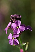 ERYSIMUM BOWLES MAUVE