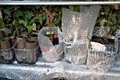 OVERWINTERING PLANTS