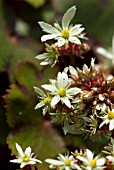 SAXIFRAGA FORTUNEI BLACKBERRY & APPLE