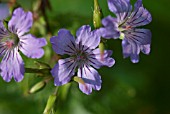 GERANIUM NODOSUM