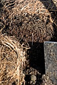 PLANT GROWTH - NEW ROOTS FROM MIDDLE OF POT BOUND PERENNIAL