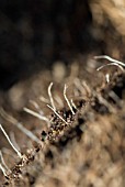 PLANT GROWTH - NEW ROOTS FROM MIDDLE OF POT BOUND PERENNIAL