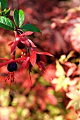 FUCHSIA LADY BOOTHBY