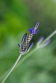 LAVANDULA CHRISTIANA