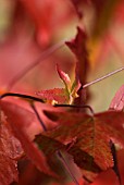 ABSTRACT LIQUIDAMBER