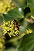 HOVERFLY ON HEDERA FLOWER
