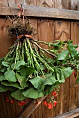 OVERWINTERING PELARGONIUMS