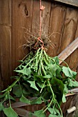 OVERWINTERING PELARGONIUMS