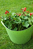 OVERWINTERING PELARGONIUMS