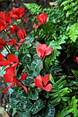 WINTER POT - CYCLAMEN AND FERN