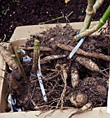 OVERWINTERING DAHLIAS