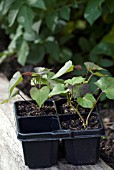 GROWING SWEET POTATO