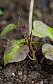 GROWING SWEET POTATO