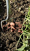 GROWING SWEET POTATO