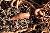 GROWING SWEET POTATO