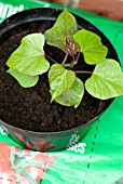 GROWING SWEET POTATO IN A GROW BAG