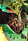 GROWING SWEET POTATO IN A GROW BAG