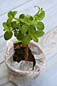 FUCHSIA READY TO PLANT OUT IN SPRING