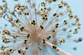 ALLIUM SEEDHEAD