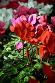 WINTER FLOWERING CYCLAMEN