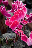 WINTER FLOWERING CYCLAMEN