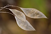 LUNARIA REDIVIVA