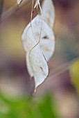 LUNARIA REDIVIVA