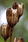 CARDIOCRINUM GIGANTEUM