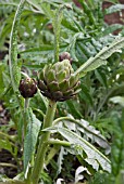 CYNARA SCOLYMUS