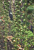 NETTING OVER BRUSSEL SPROUT CROP