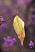 CALLICARPA AMERICANA