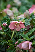 HELLEBORUS WALBERTONS ROSEMARY