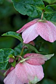 HELLEBORUS WALBERTONS ROSEMARY