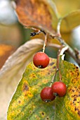 SORBUS THIBETICA JOHN MITCHELL