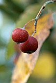 SORBUS THIBETICA JOHN MITCHELL