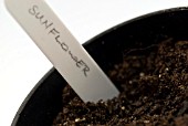 SOWING SUNFLOWER SEEDS