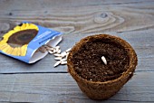 SOWING SUNFLOWER SEEDS