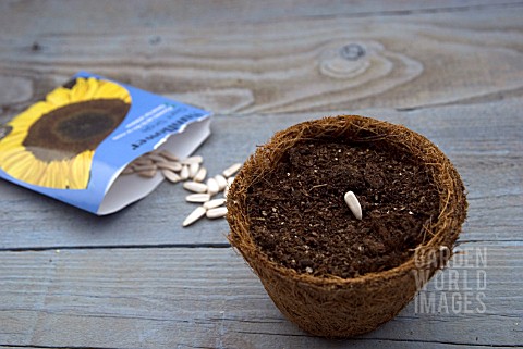 SOWING_SUNFLOWER_SEEDS