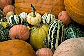 COLLECTION OF GOURDS AND PUMPKINS