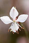 GAURA LINDHEIMERI