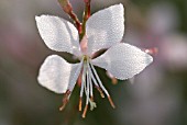 GAURA LINDHEIMERI