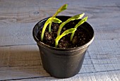 BROAD BEAN SEEDLINGS