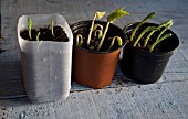 PEA, RUNNER BEAN AND BROAD BEAN SEEDLINGS