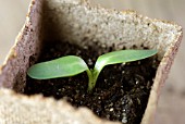 HELIANTHUS ANNUS, EMERGING SEEDLING